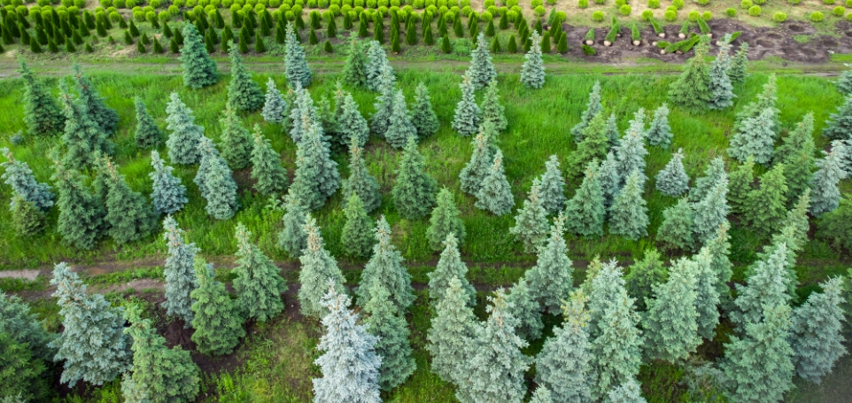 aerial-view-of-a-tree-farm-for-landscaping-2025-03-13-14-00-04-utc