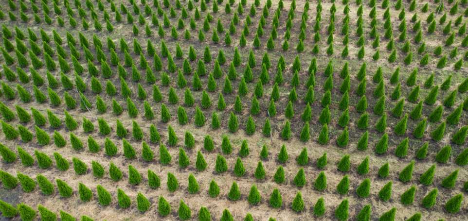 aerial-view-of-a-tree-farm-for-landscaping-2025-03-15-20-51-55-utc
