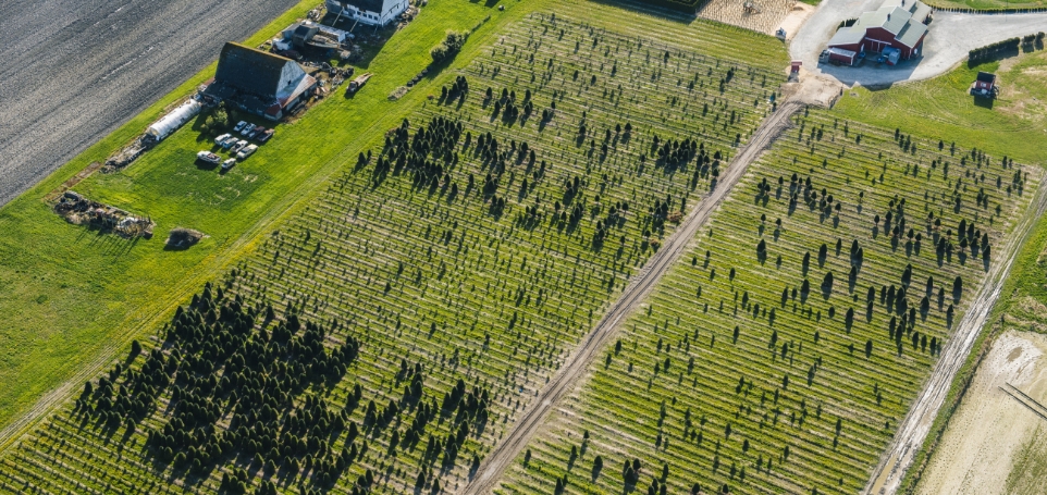 aerial-view-of-rows-of-trees-growing-in-plant-nurs-2025-04-03-22-21-35-utc