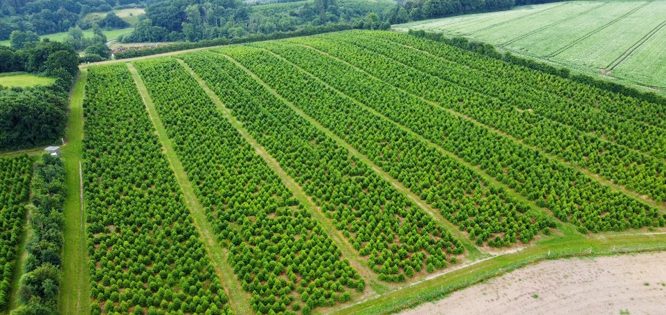 bird-s-eye-view-of-the-green-christmas-trees-field-2025-02-02-21-23-06-utc