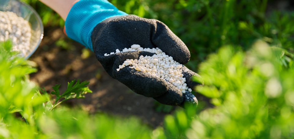 close-up-mineral-granulation-fertilizer-in-hand-o-2024-12-08-05-12-59-utc