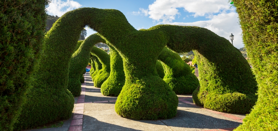 garden-in-costa-rica-2025-01-09-06-27-39-utc