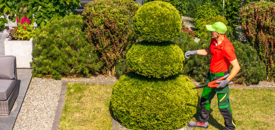 gardener-trimming-a-three-tiered-bush-in-a-backyar-2025-03-15-23-02-48-utc