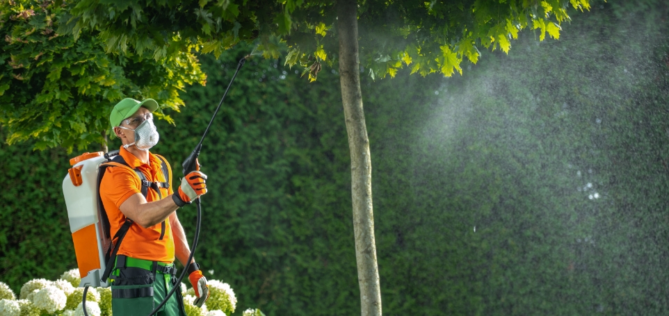 using-insecticide-or-fungicide-on-a-garden-trees-2025-03-13-08-46-56-utc